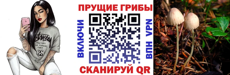 дарк нет наркотические препараты  Аша  Псилоцибиновые грибы Magic Shrooms 
